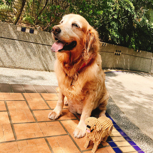 normal-yellow-morefurr