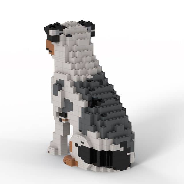 Australian Shepherd - Australian Shepherd