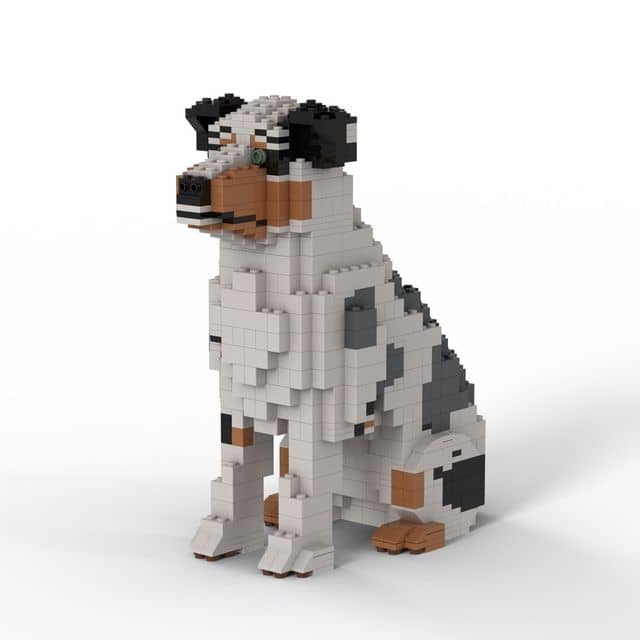 Australian Shepherd - Australian Shepherd