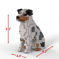 Australian Shepherd - Australian Shepherd