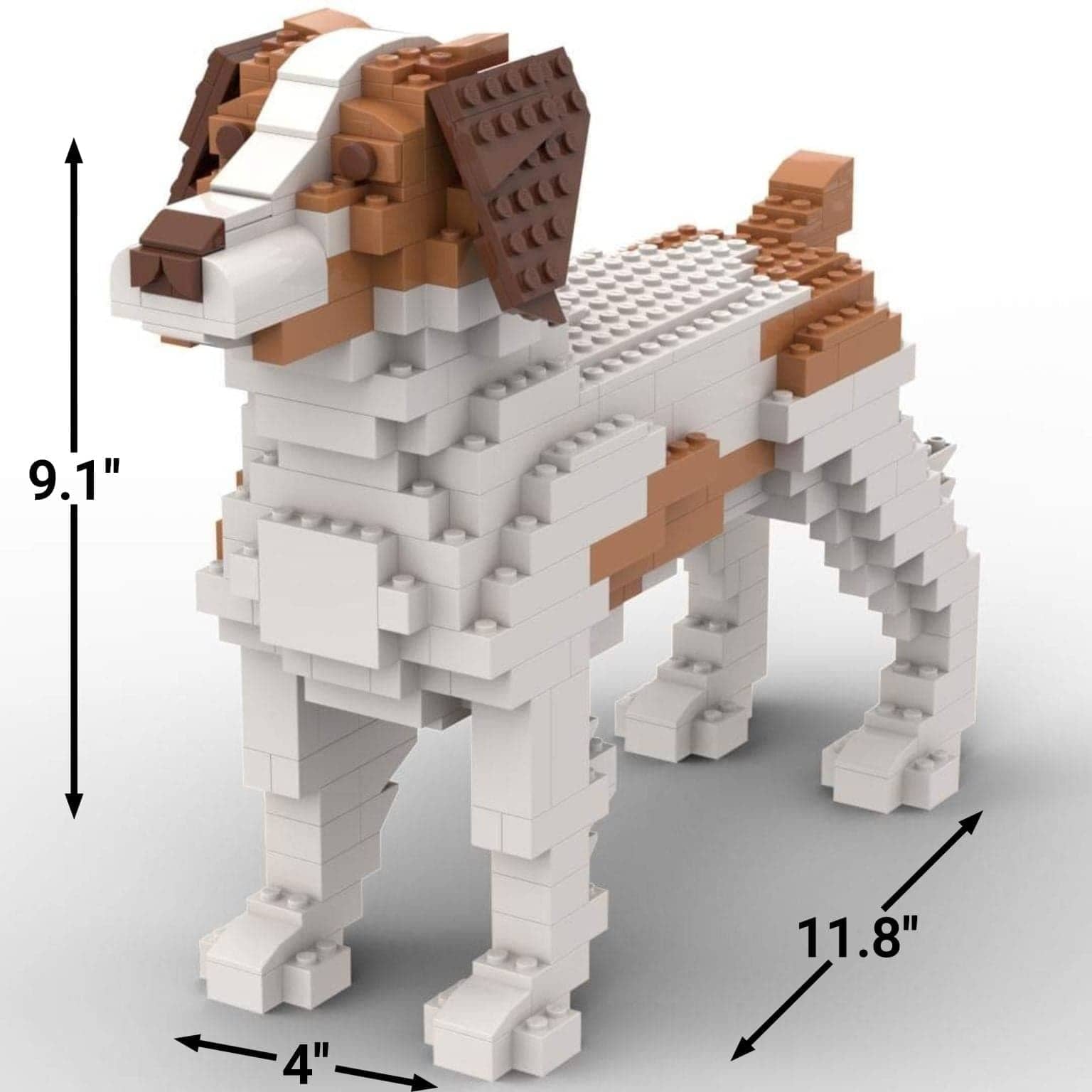 Brittany - Tricolor - Brittany