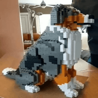 Australian Shepherd - BLUE MERLE - LARGE - large - bluemerle