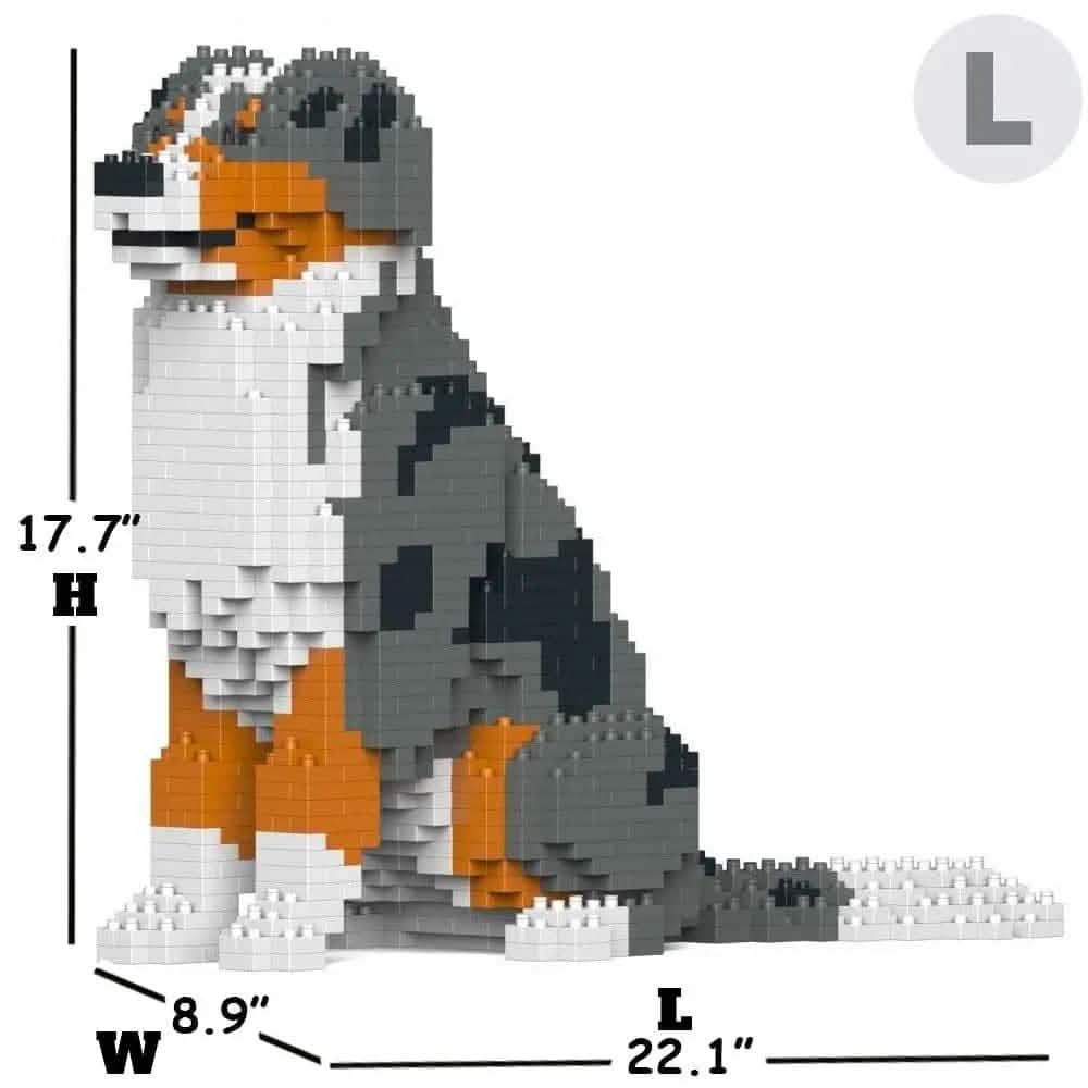 Australian Shepherd - BLUE MERLE - LARGE - large - bluemerle