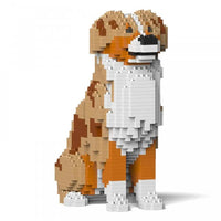 Australian Shepherd - RED MERLE - LARGE - large - redmerle