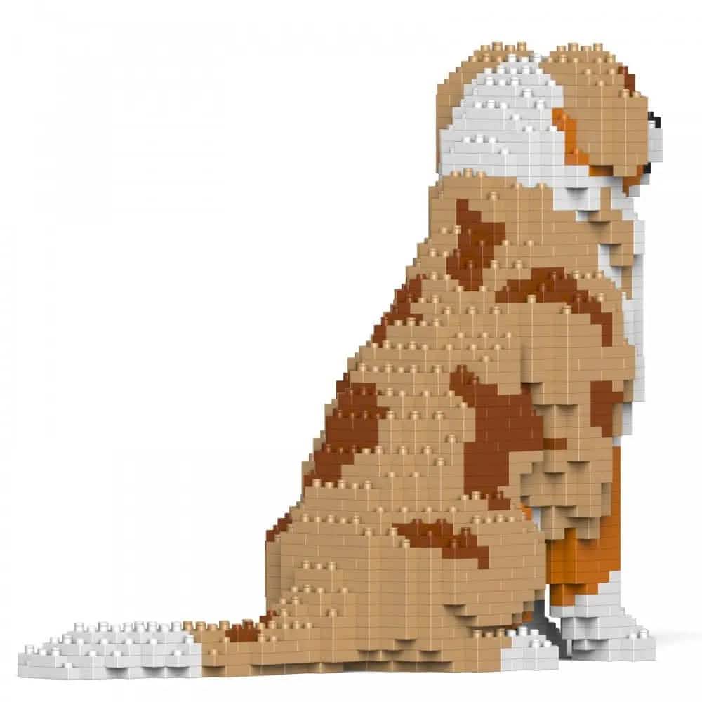 Australian Shepherd - RED MERLE - LARGE - large - redmerle