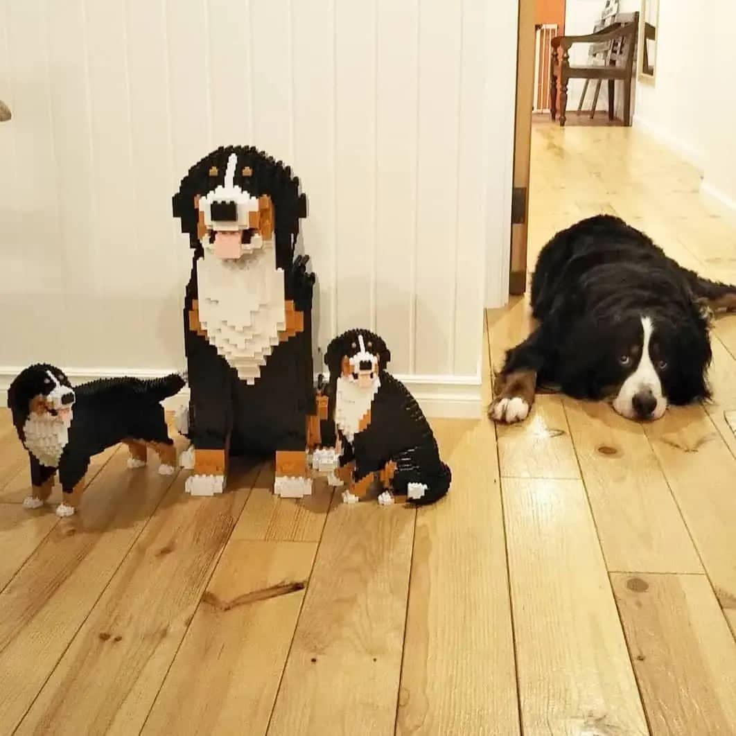 Bernese Mountain Dog - Sitting - LARGE - Bernese Mountain Dog Building Kit sale Pet Building Kit