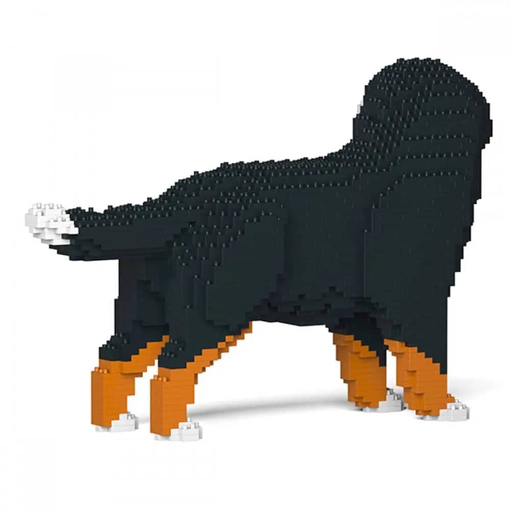 Bernese Mountain Dog - Watching - LARGE - large - watching