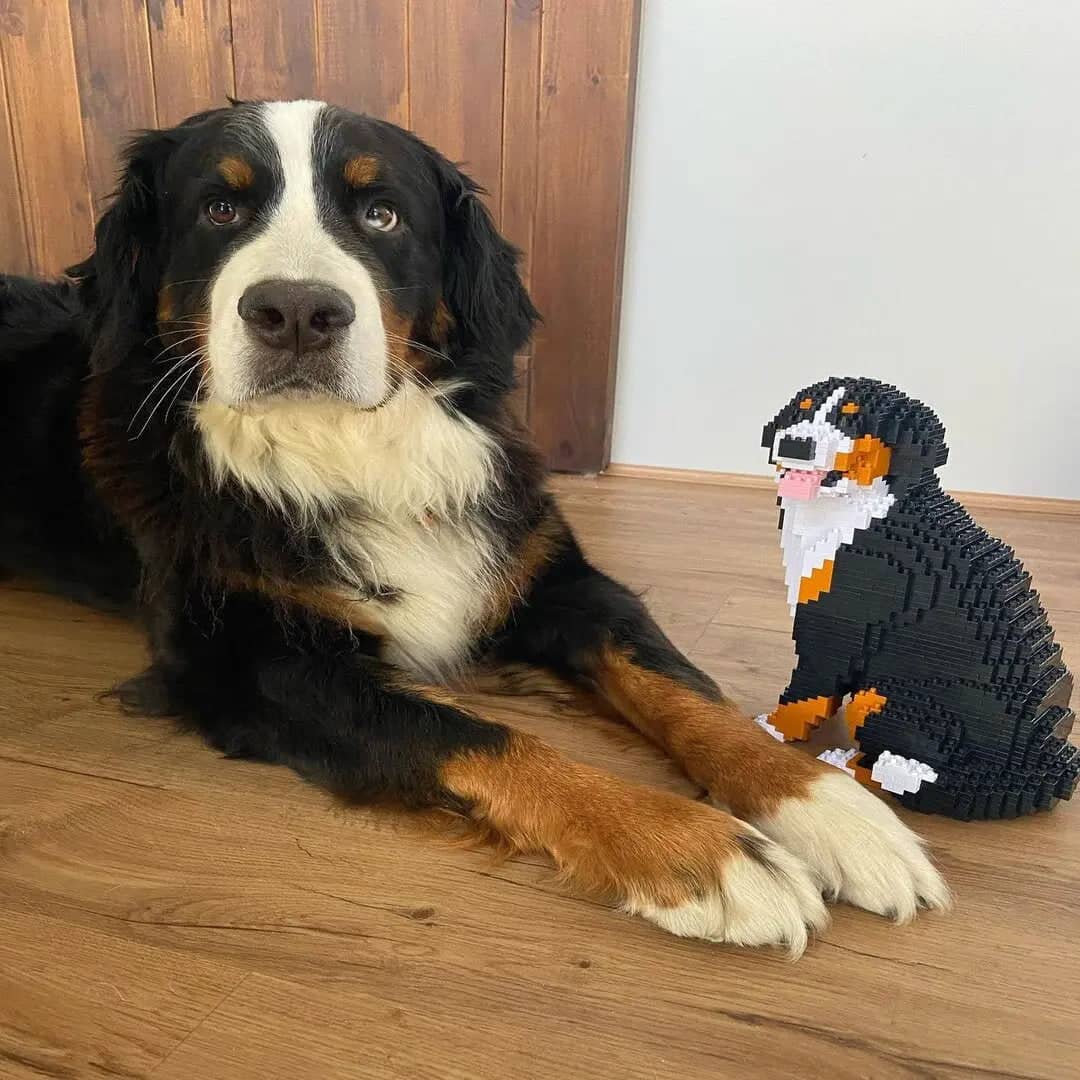 Bernese Mountain Dog - Sitting - LARGE - normal - sitting