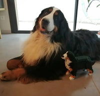 Bernese Mountain Dog - Sitting 2 - LARGE - normal - budget