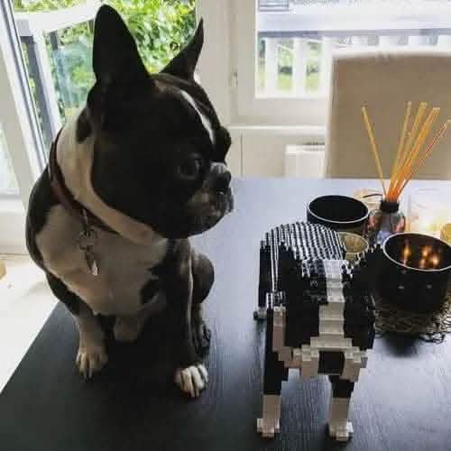 Boston Terrier - Black - NORMAL - normal - black