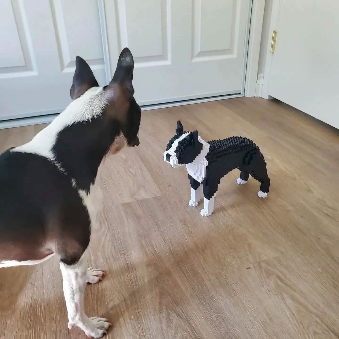 Boston Terrier - Black - NORMAL - normal - black