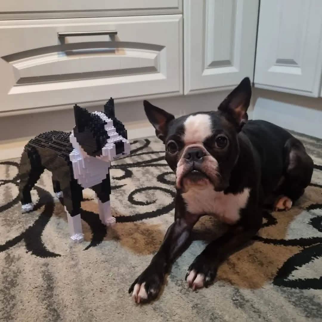 Boston Terrier - Black - NORMAL - normal - black