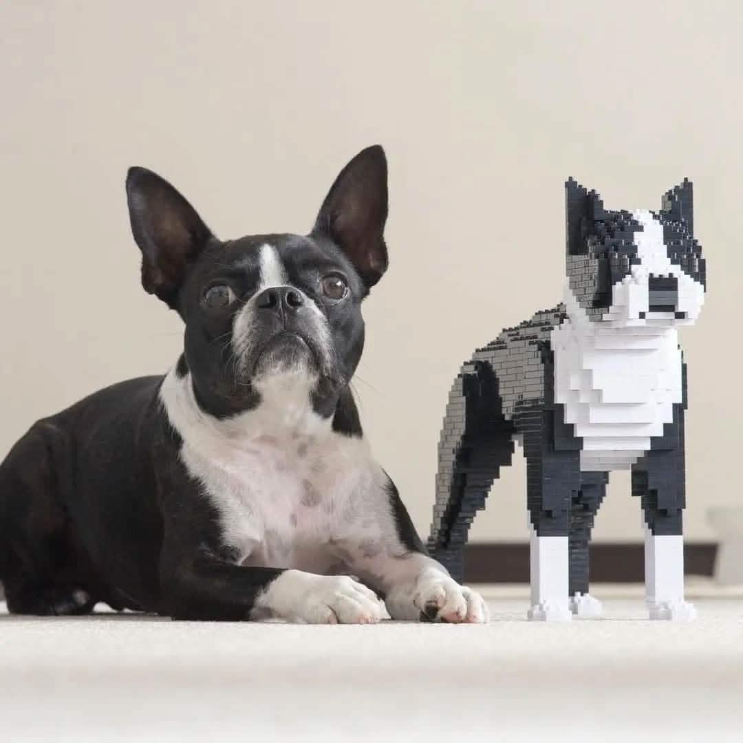 Boston Terrier - Black - NORMAL - normal - black