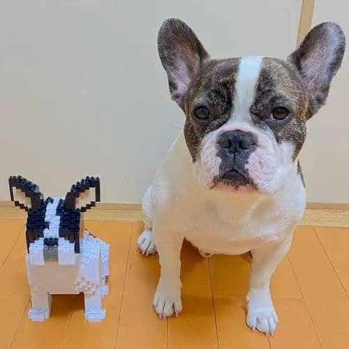 French Bulldog (SALE) - White - Standing - sitting - normal - white