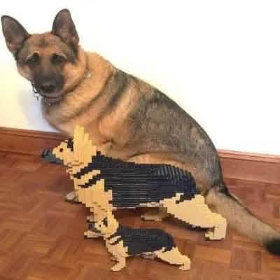 German Shepherd - Black and Tan - NORMAL - normal - blackandtan