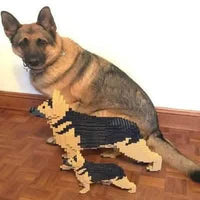 German Shepherd - Black and Tan - NORMAL - normal - blackandtan