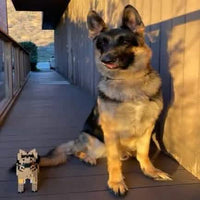 German Shepherd - Black and Tan - NORMAL - normal - blackandtan