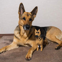 German Shepherd - Black and Tan - NORMAL - normal - blackandtan