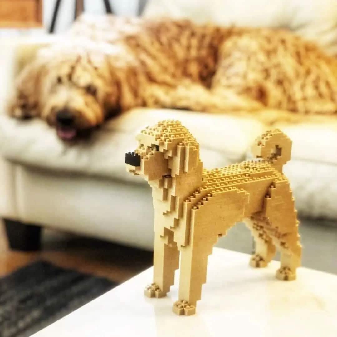 Labradoodle - Yellow - NORMAL - normal - yellow