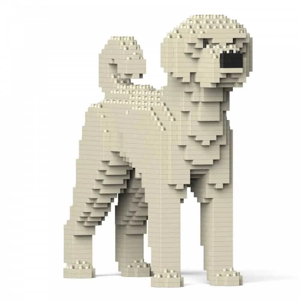 Labradoodle - Cream - NORMAL - normal - cream