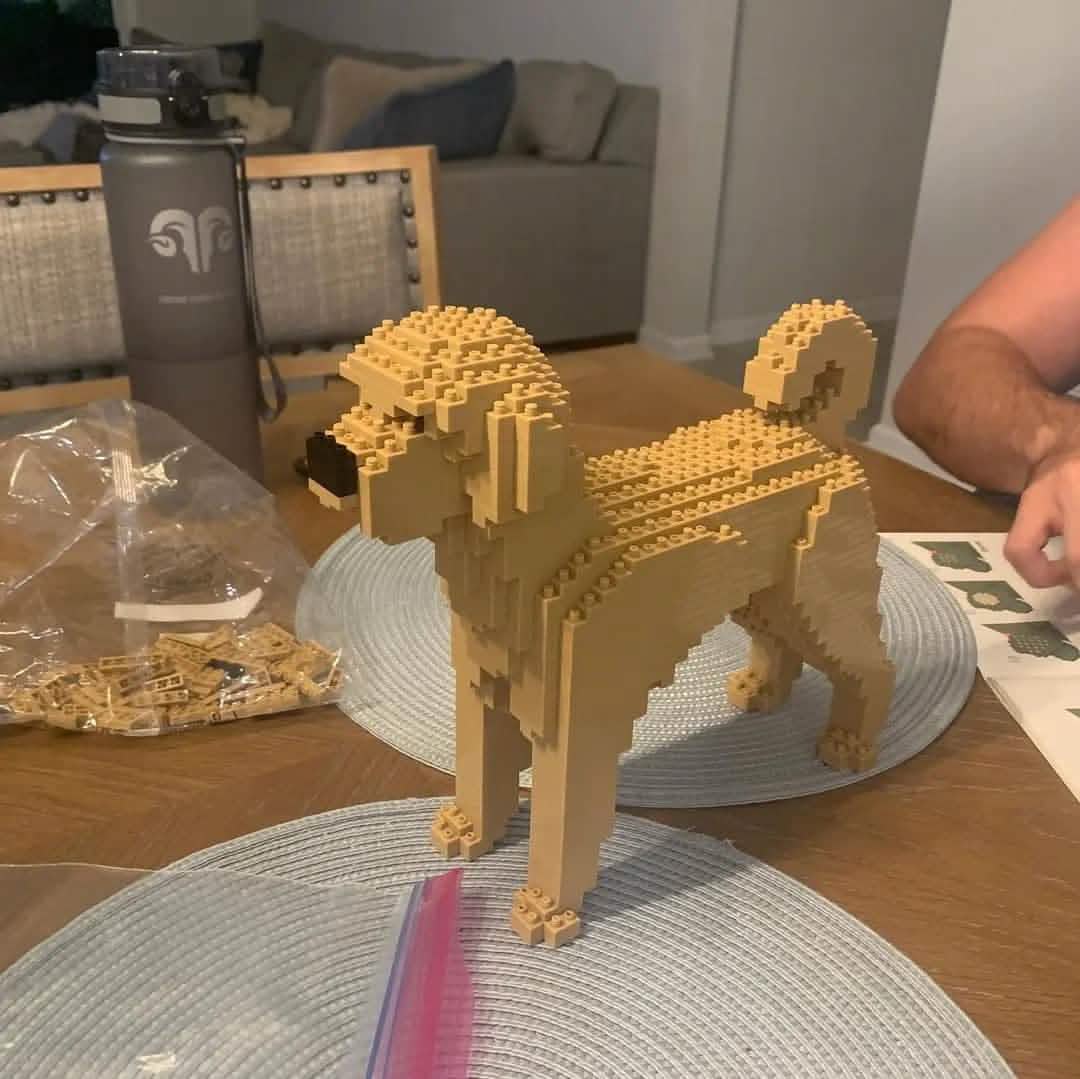 Labradoodle - Yellow - NORMAL - normal - yellow