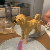 Labradoodle - Yellow - NORMAL - normal - yellow