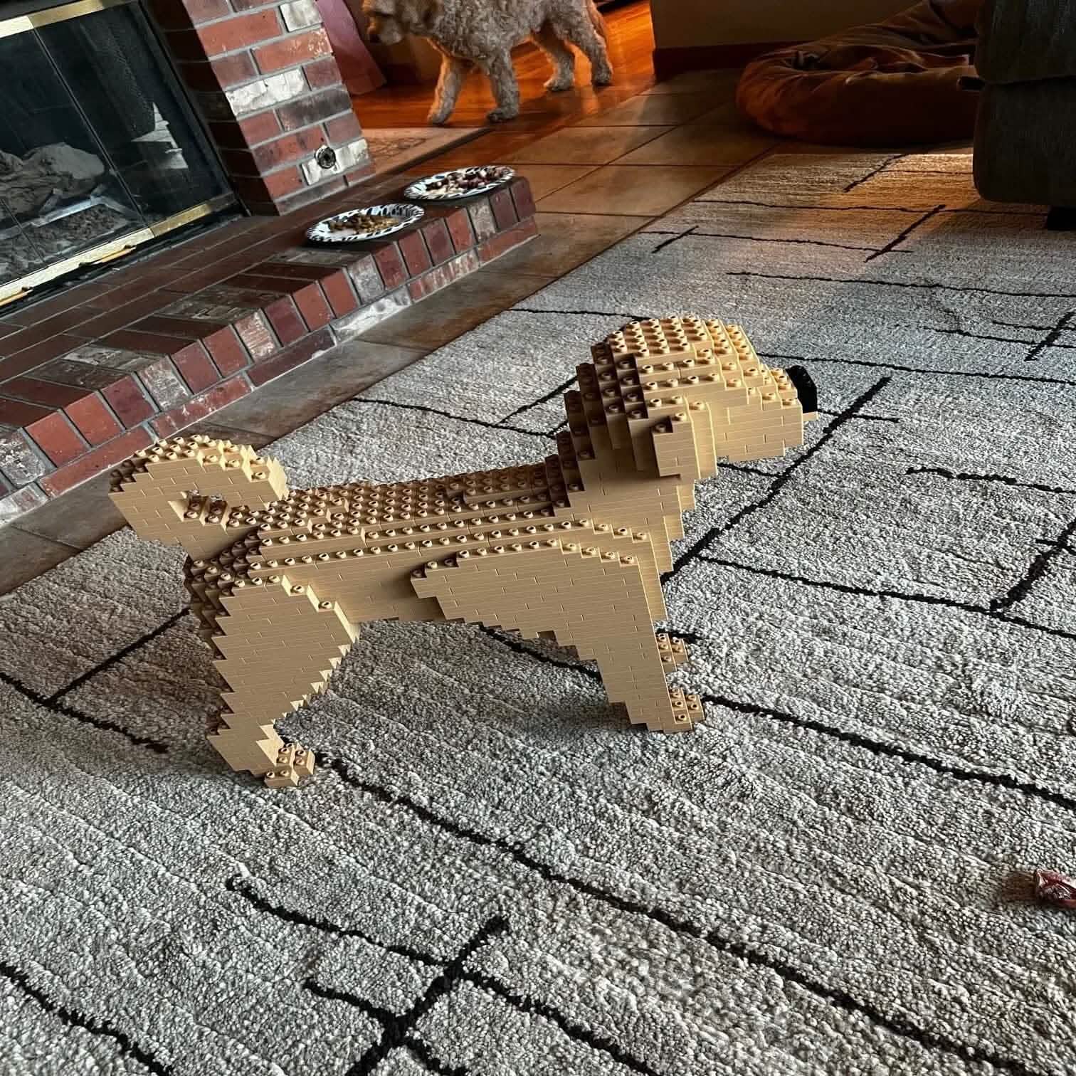 Labradoodle - Cream - NORMAL - normal - yellow