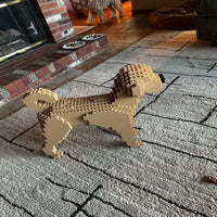 Labradoodle - Cream - NORMAL - normal - yellow