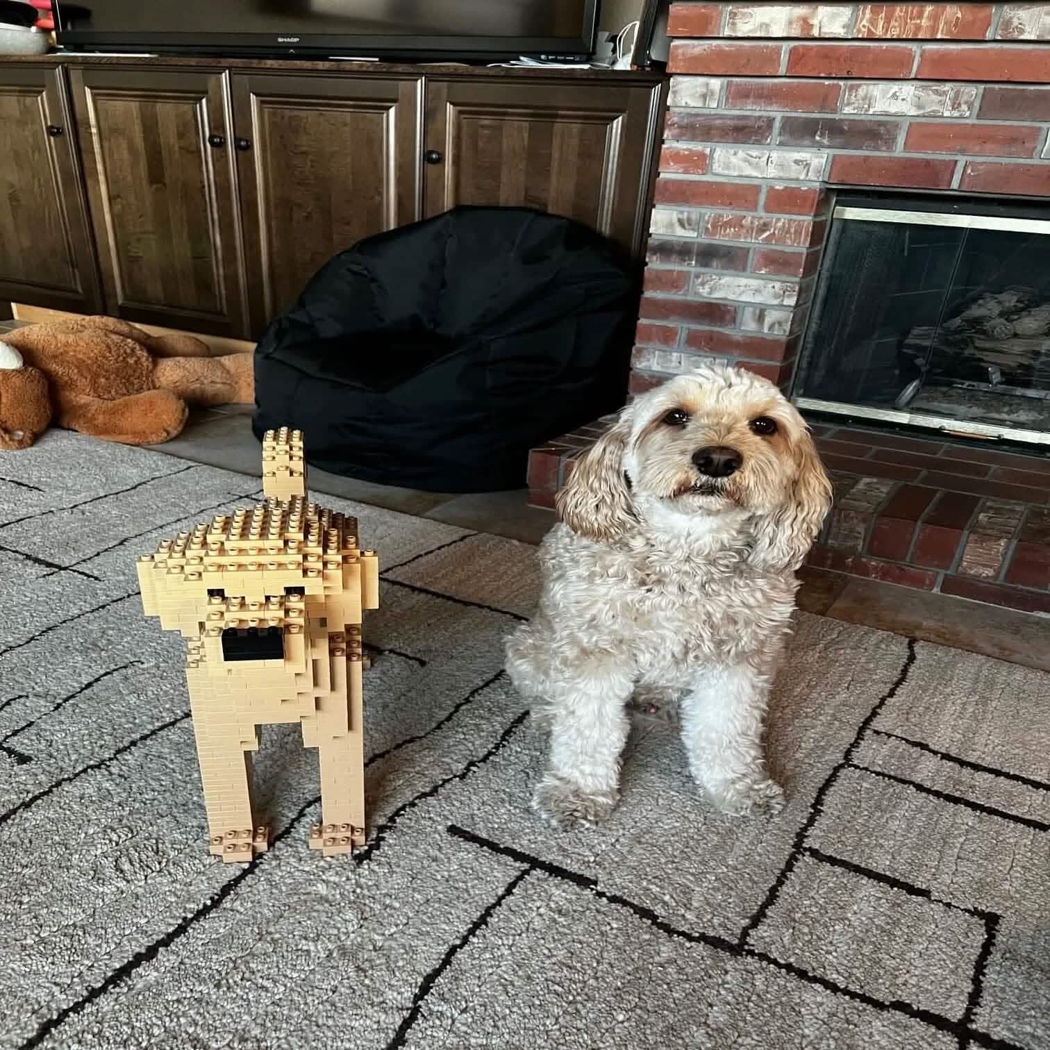 Labradoodle - Cream - NORMAL - normal - yellow