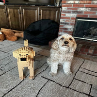 Labradoodle - Cream - NORMAL - normal - yellow