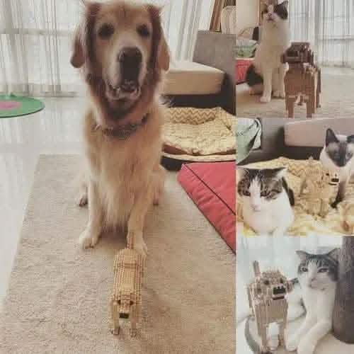 Labrador Retriever (SALE) - Yellow - NORMAL - normal - yellow