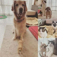 Labrador Retriever (SALE) - Yellow - NORMAL - normal - yellow