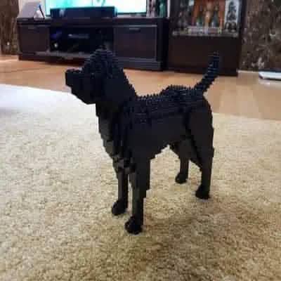 Labrador Retriever (SALE) - Black - NORMAL - normal - black