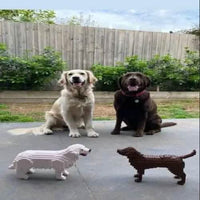 Labrador Retriever (SALE) - Dark Brown - NORMAL - normal - darkbrown