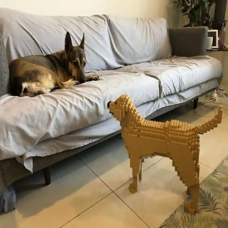 Labrador Retriever (SALE) - Cream - NORMAL - large - yellow