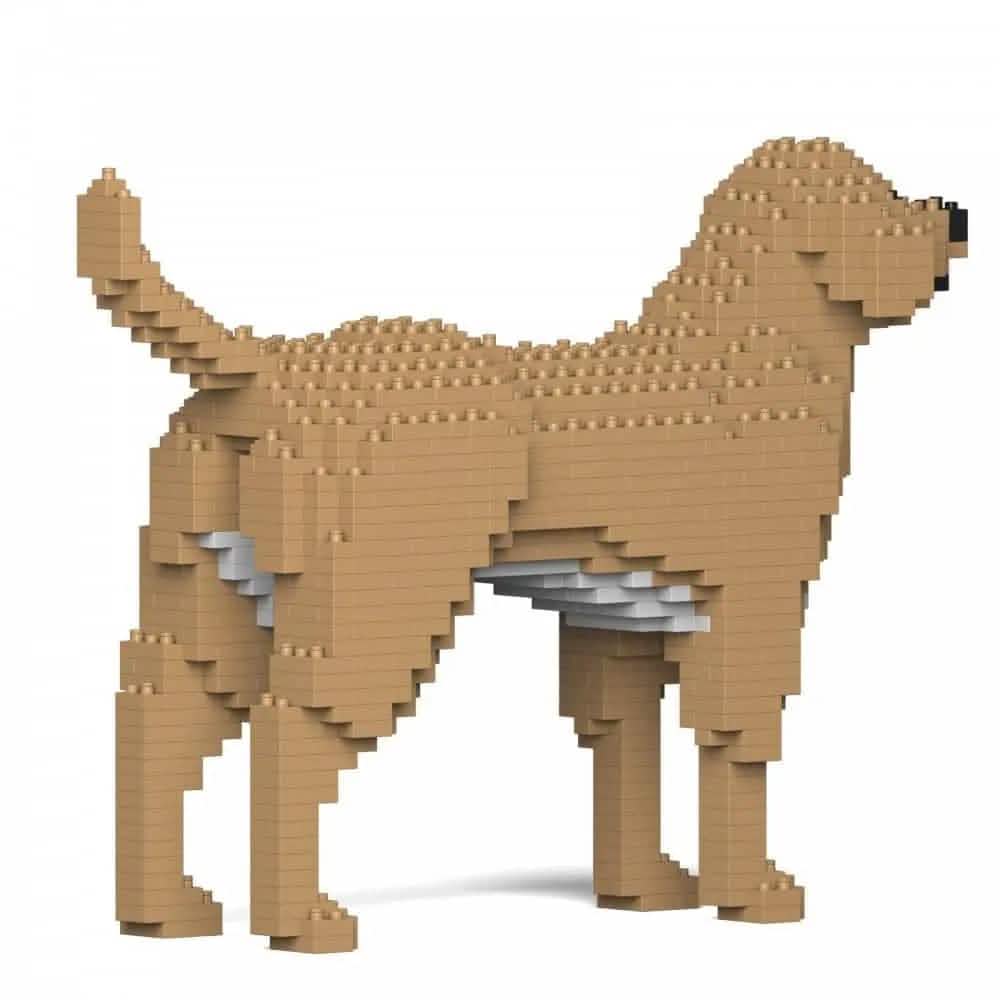 Labrador Retriever (SALE) - Cream - NORMAL - large - yellow