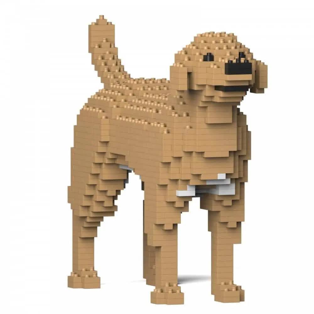 Labrador Retriever (SALE) - Cream - NORMAL - large - yellow