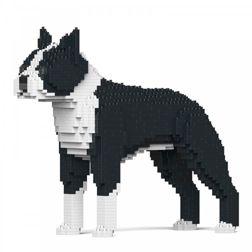 Boston Terrier - Black - NORMAL - normal - black