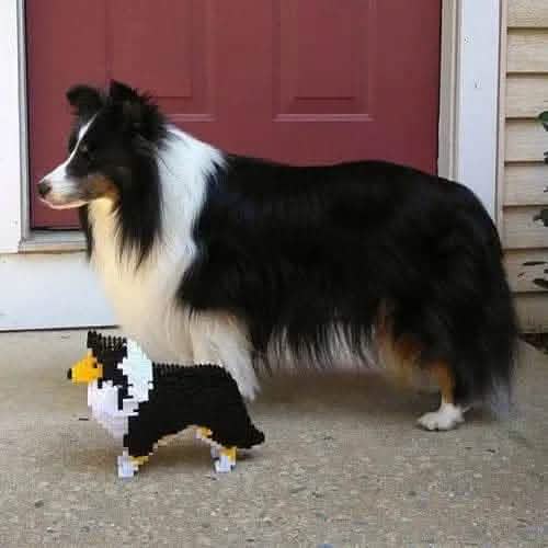 Shetland Sheepdog - Black White - NORMAL - normal - black