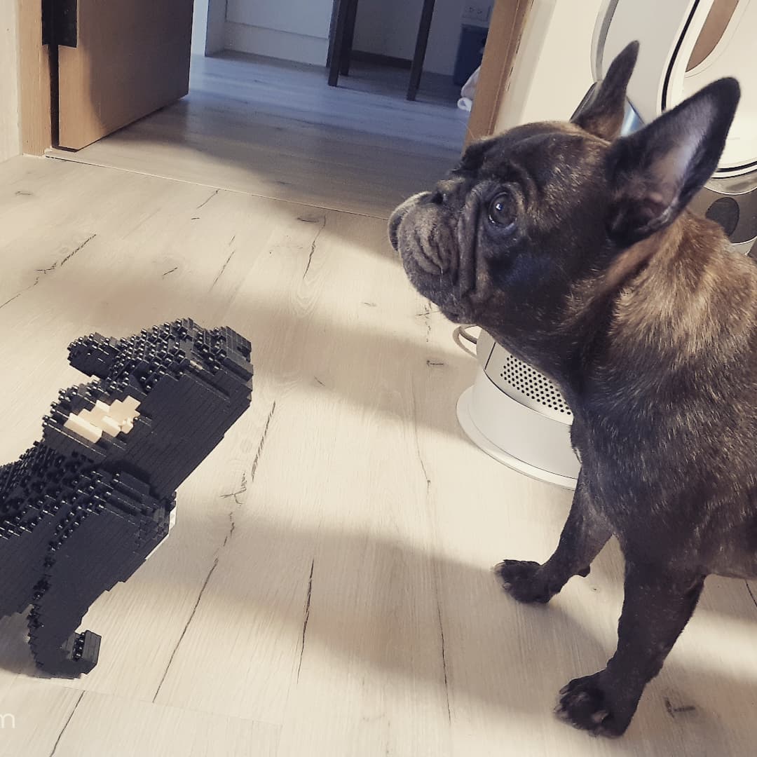 French Bulldog (SALE) - Black - Sitting - stretching - normal - black