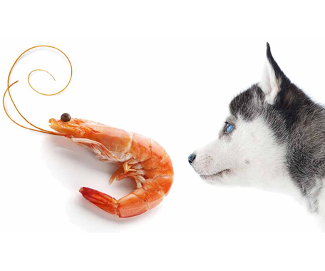 Can dogs eat shrimp?