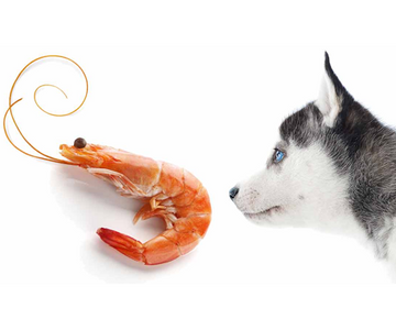 Can dogs eat shrimp?