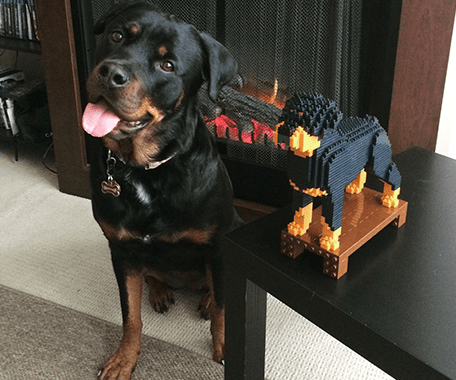Why We Love Our Doggos - Build 'Em Pets