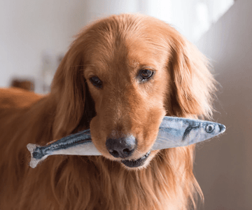 Can dogs eat fish? - Build 'Em Pets