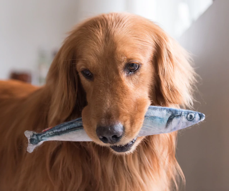 What kind of top fish can dogs eat