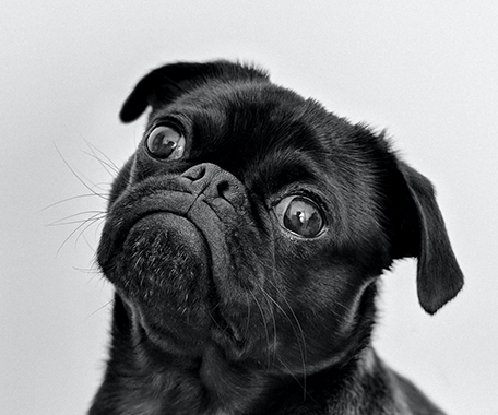 Can dogs eat pasta? - Build 'Em Pets