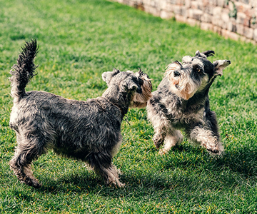 Can dogs eat bell peppers?
