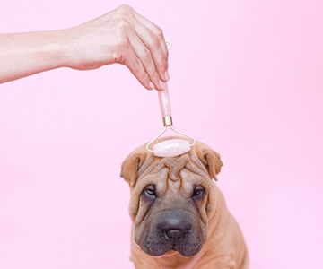 Can Dogs Eat Raisins? - Build 'Em Pets