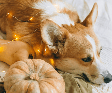 Can dogs eat pumpkin? - Build 'Em Pets