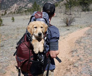 Can Dogs Eat Grapes?